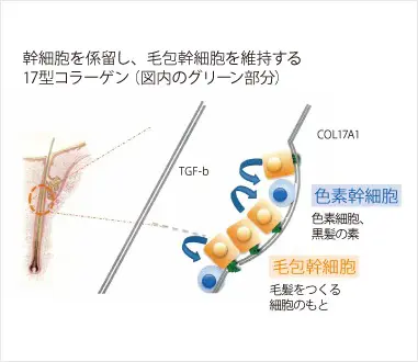 17型コラーゲン