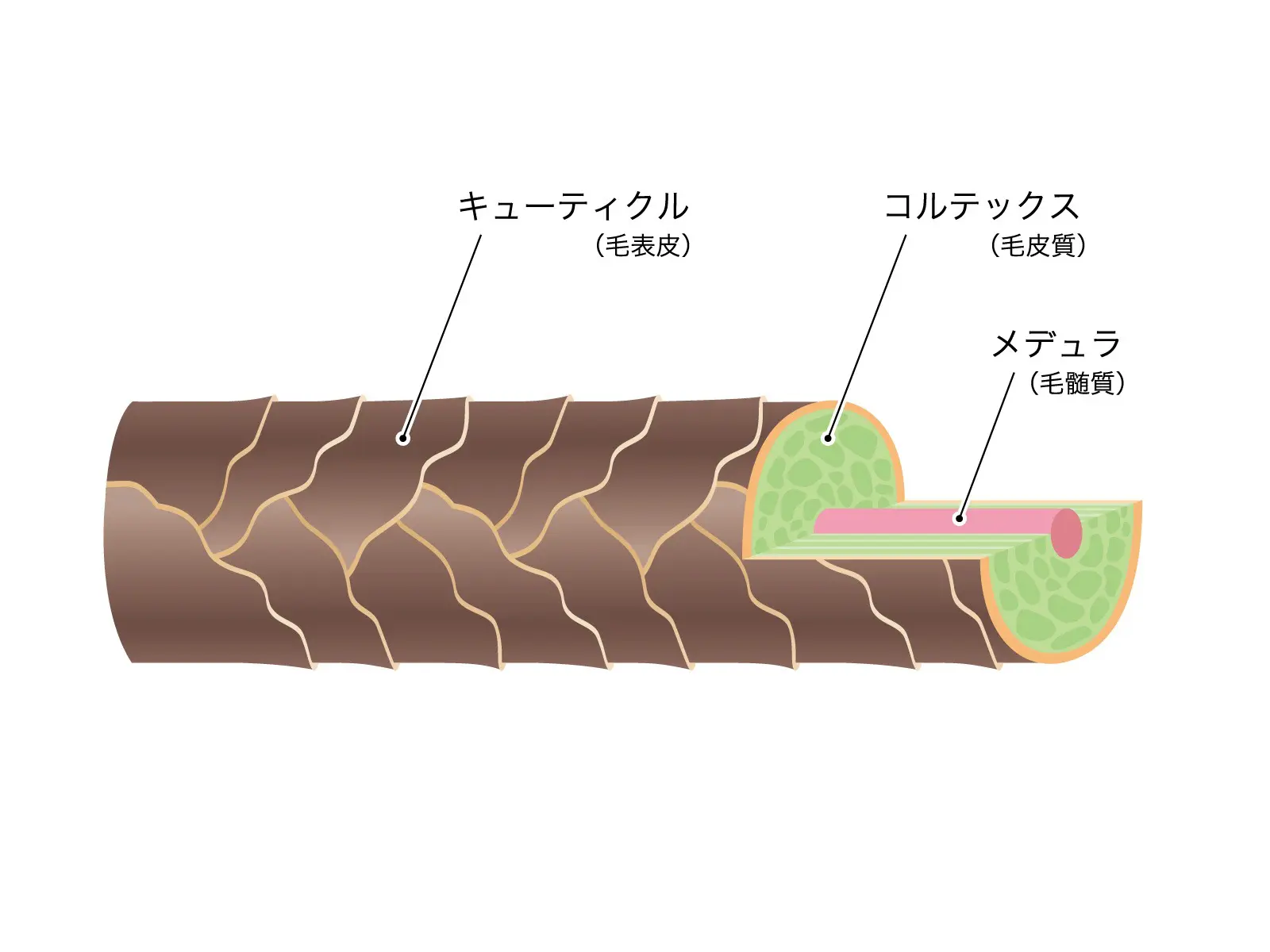 髪の構造